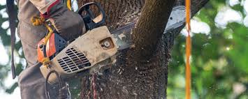 Best Soil Testing and Treatment  in Conesus Lake, NY