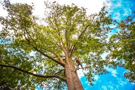 How Our Tree Care Process Works  in  Conesus Lake, NY