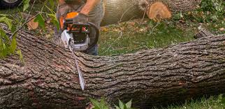 Best Lot and Land Clearing  in Conesus Lake, NY