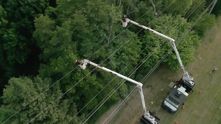 Best Utility Line Clearance  in Conesus Lake, NY