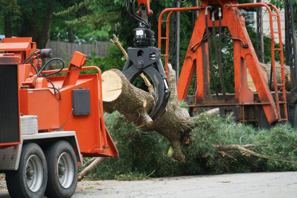 Best Seasonal Cleanup (Spring/Fall)  in Conesus Lake, NY